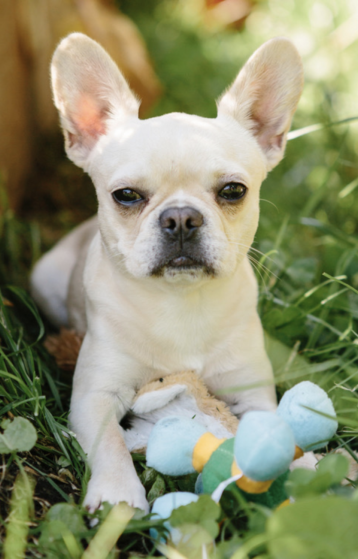 Royal Frenchel  with ears up playing in the garden