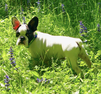 Royal Frenchel Frenchie in the garden