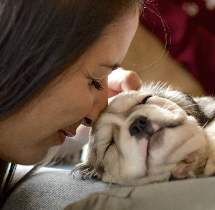 Royal Frenchel Frenchies are perfect for snuggling