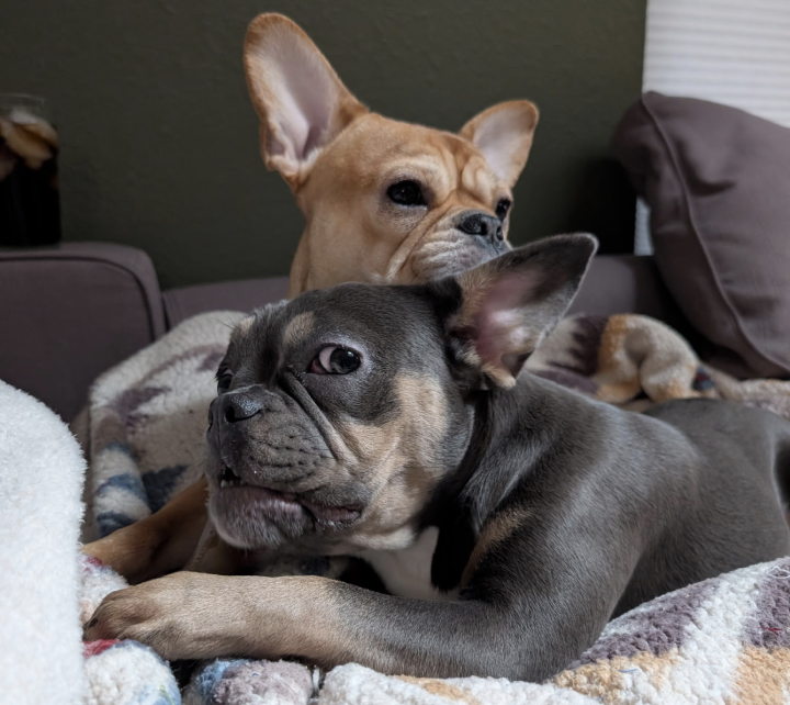 Royal Frenchels love to snuggle together