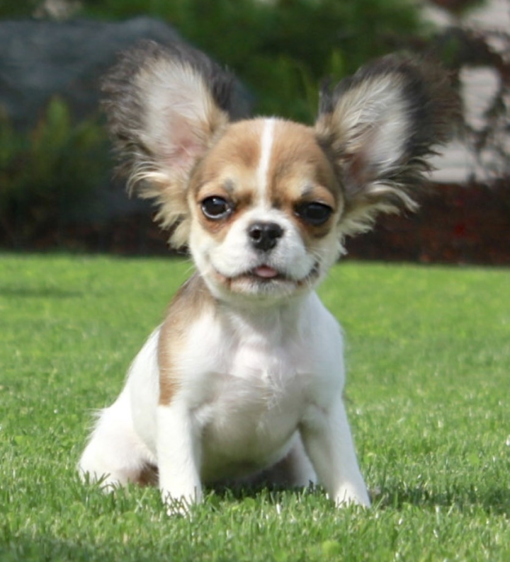 Micro mini with ears up