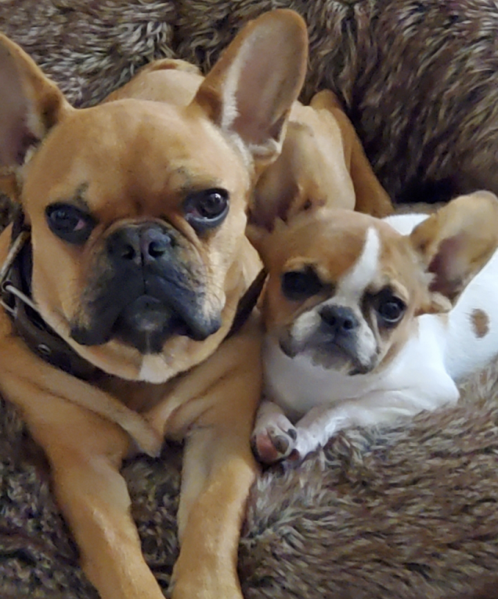 Two royal frenchels with ears up