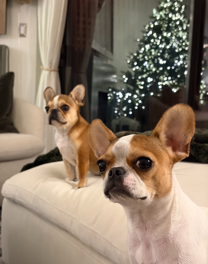 Two Royal frenchels with ears up during the holidays