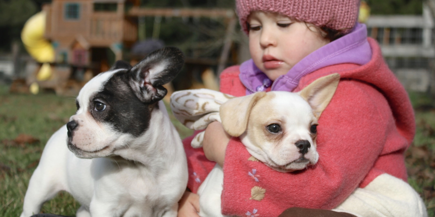 Royal Frenchel Frenchies are great with kids