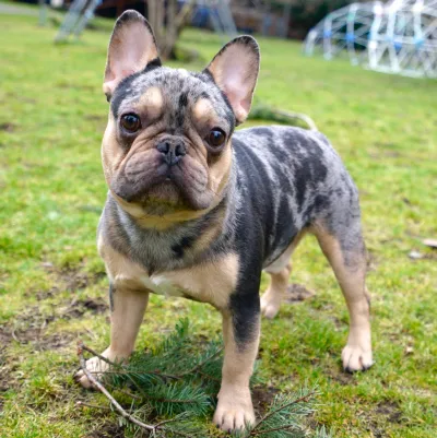 Blue merle Frenchie-type dog sitting in the grass and looking at the camera.