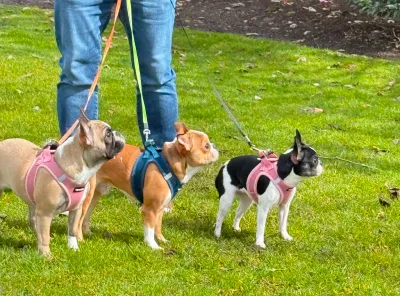 Three Royal Frenchels walking calmly on leashes with their owner in a park.