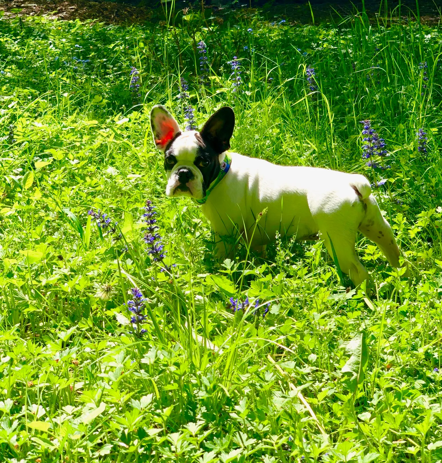 Royal Frenchel dog exploring outdoors through grass and flowers.