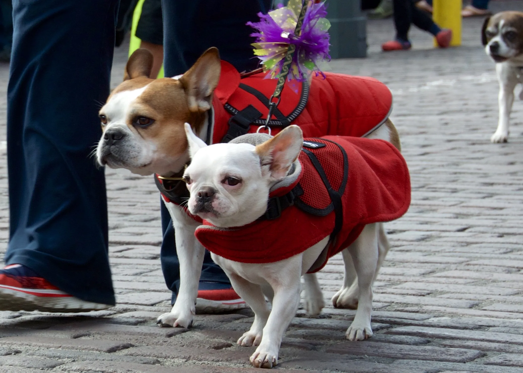 Two Royal Frenchel dogs in red jackets walking calmly with their owner.