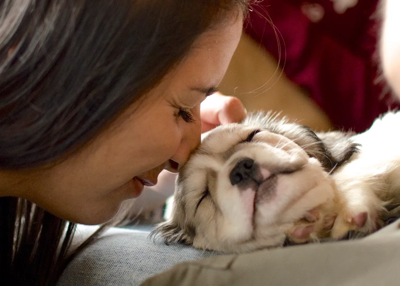 Royal Frenchel puppy sharing an affectionate moment with its owner.