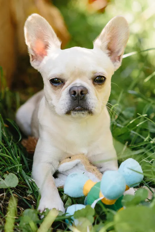 Royal Frenchel companion dog lying in the grass with a toy and looking at the camera.