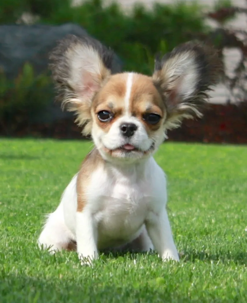 Royal Frenchel puppy sitting in the grass with its ears up.