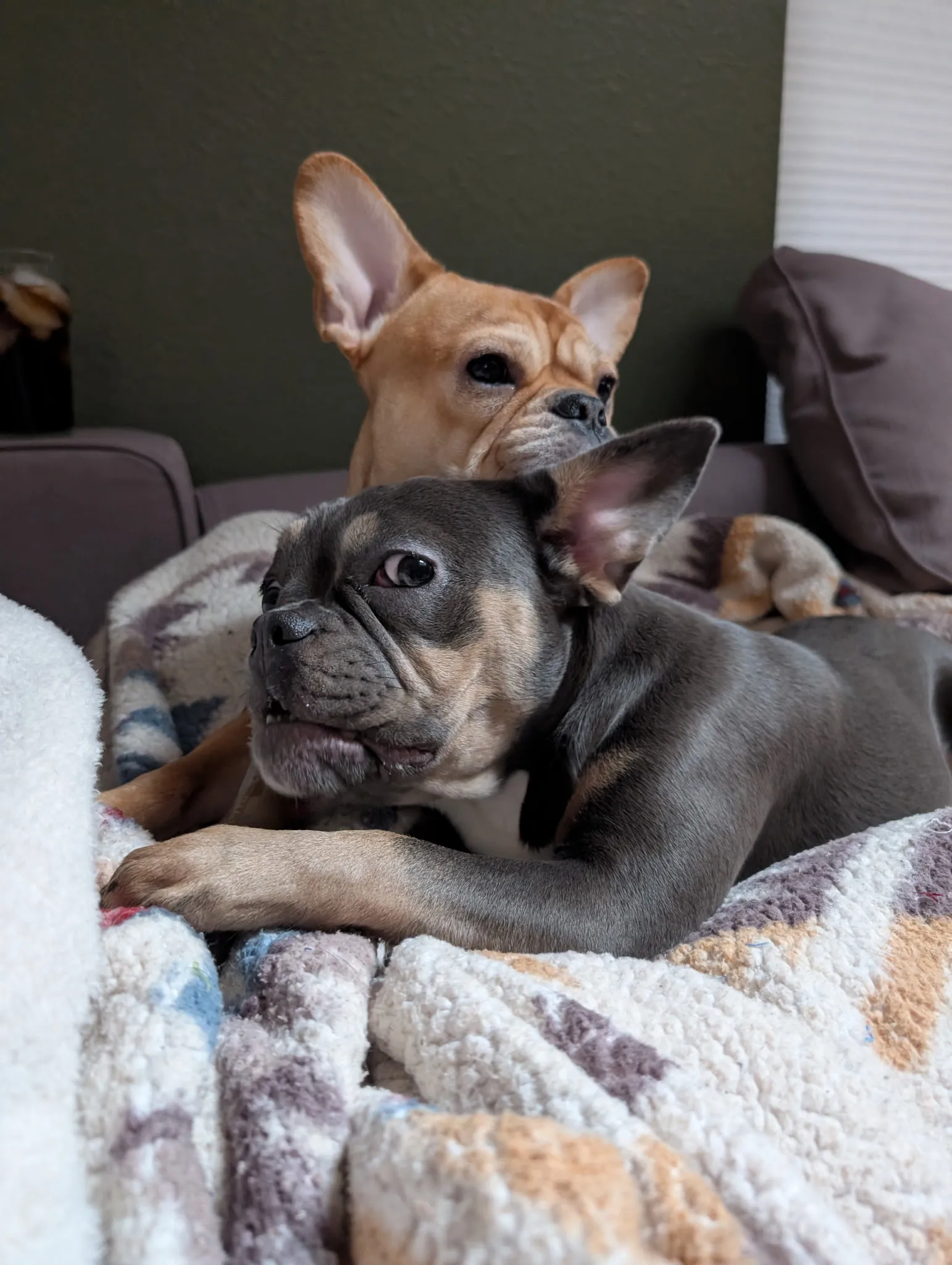 Royal Frenchel puppy sharing an affectionate moment with its owner.