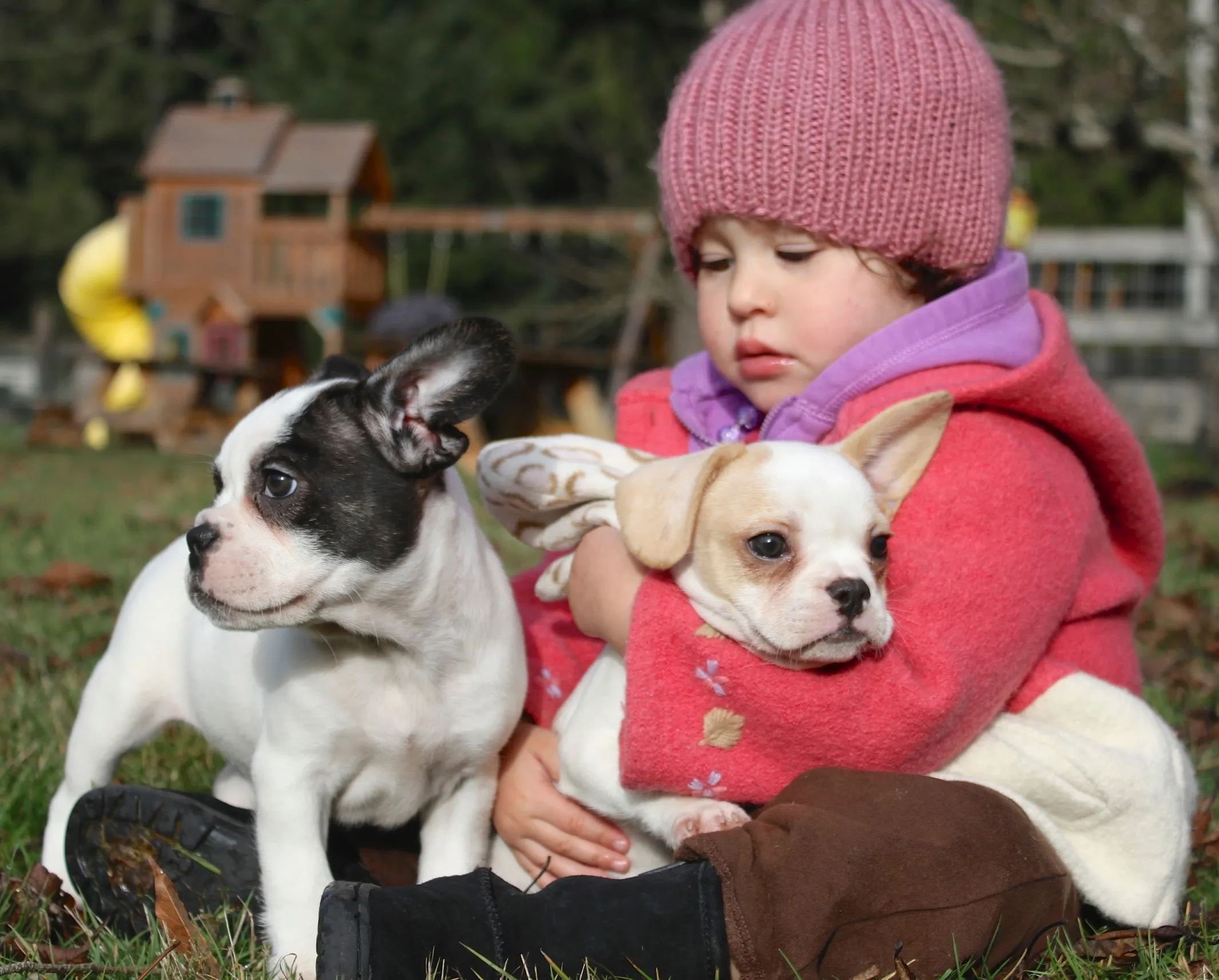 Royal Frenchel puppies cuddling with a baby in cozy clothing.