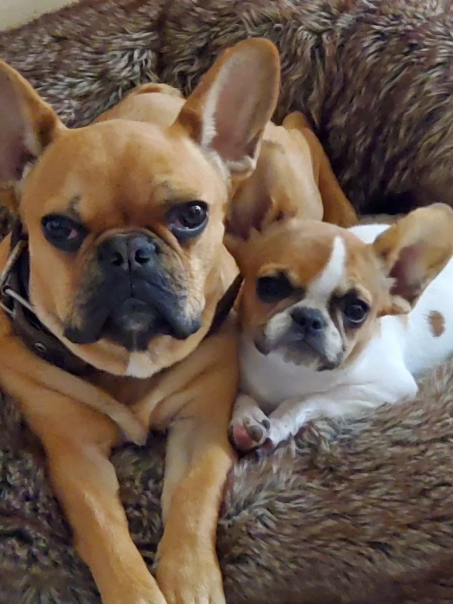 Two Royal Frenchel puppies resting together in a dog bed and looking at the camera.