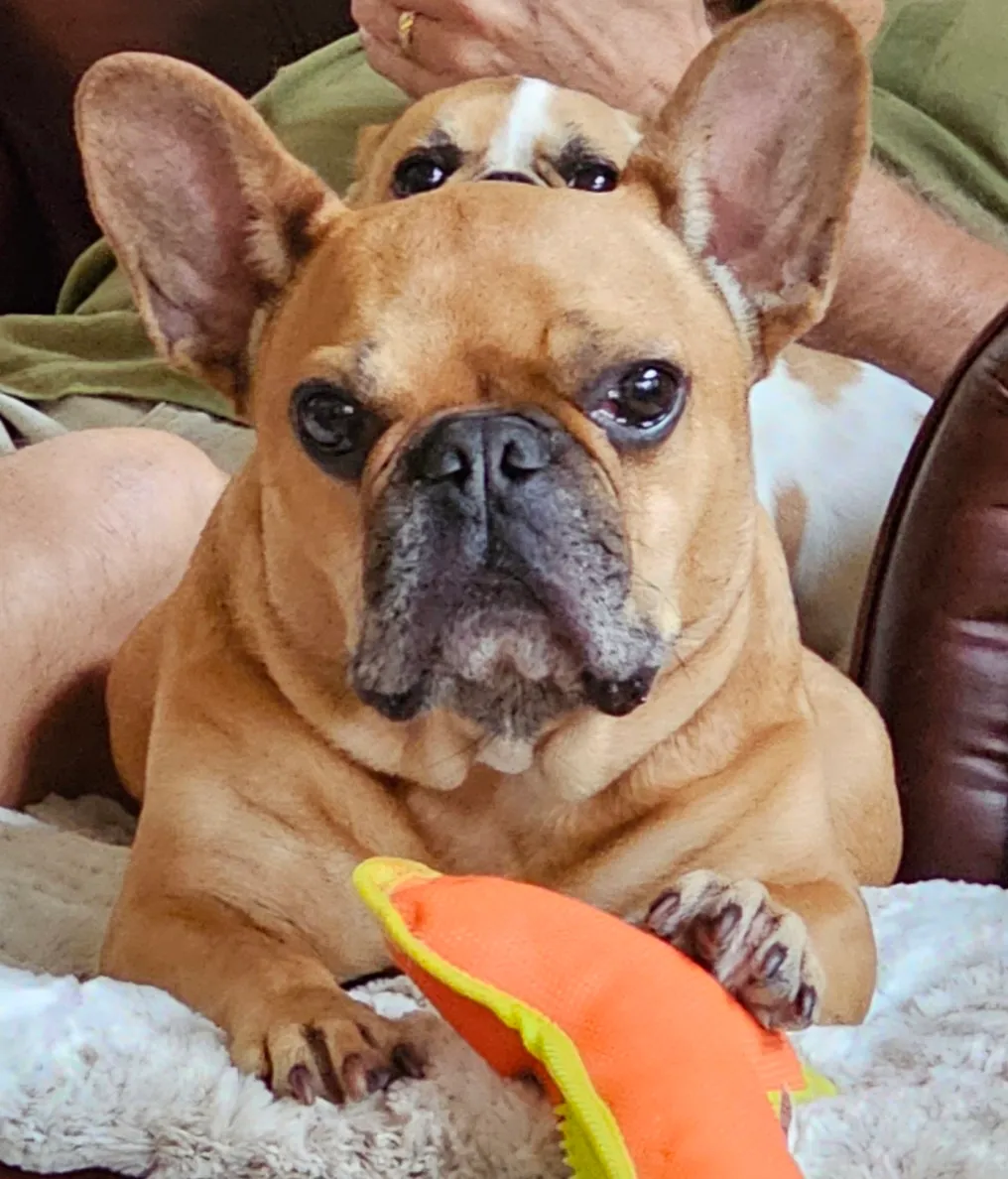 Royal Frenchel dog looking at the camera while playing with a toy.