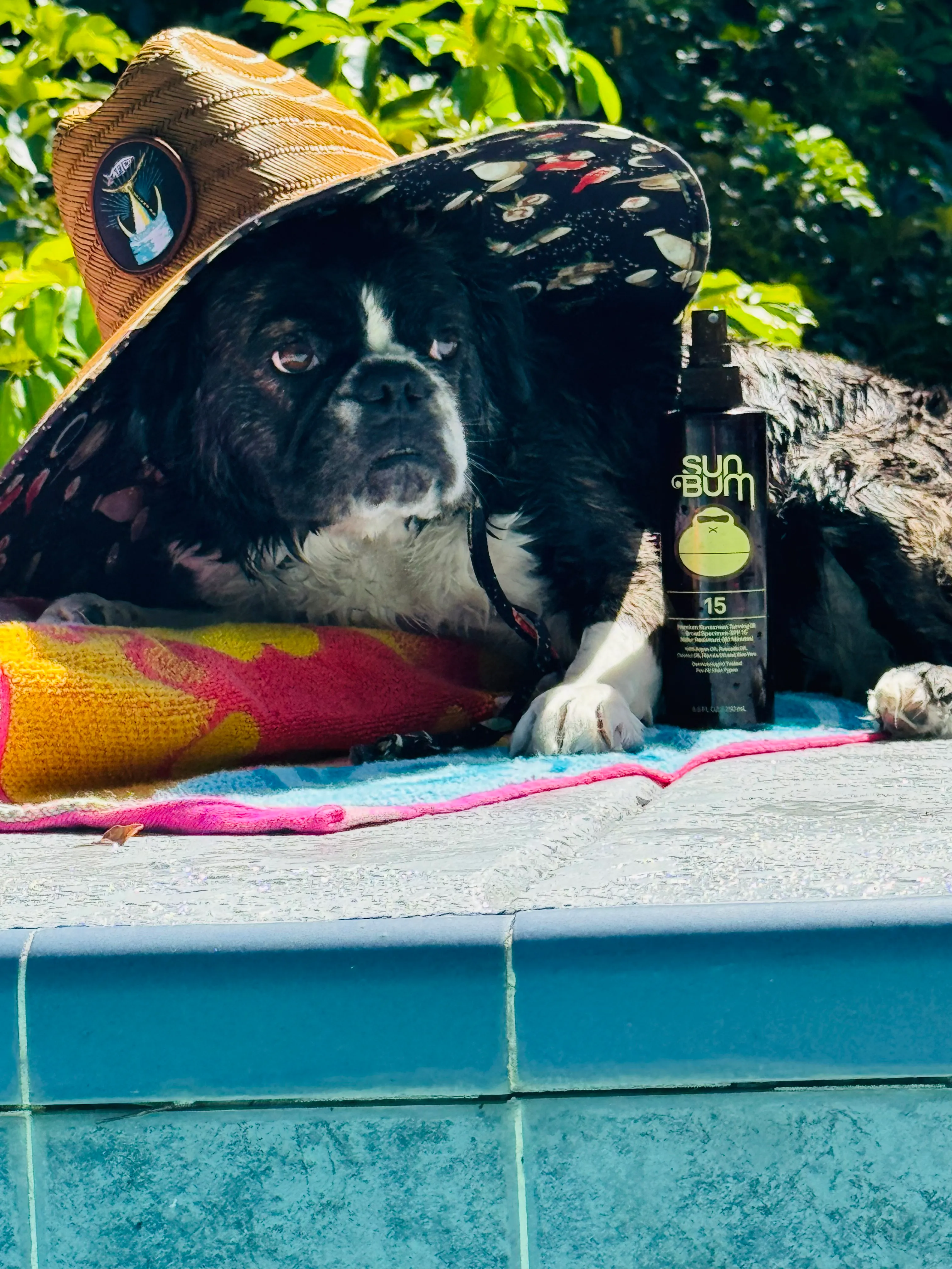 Royal Frenchel dog wearing a sun hat beside a pool towel.
