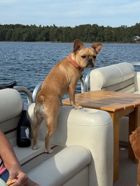 Royal Frenchel travel companion sitting on a boat and looking toward the water.