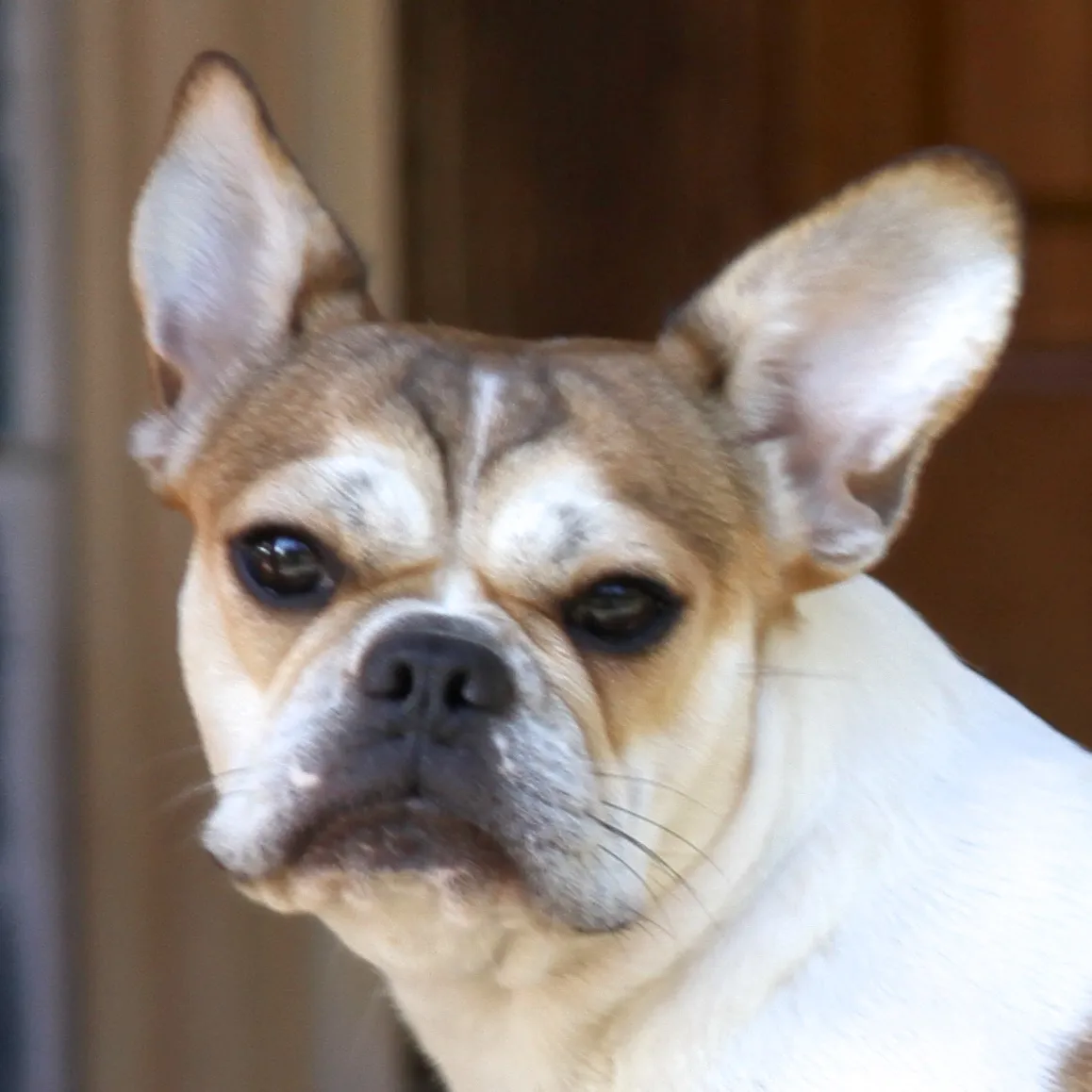Royal Frenchel headshot with the dog looking directly at the camera.