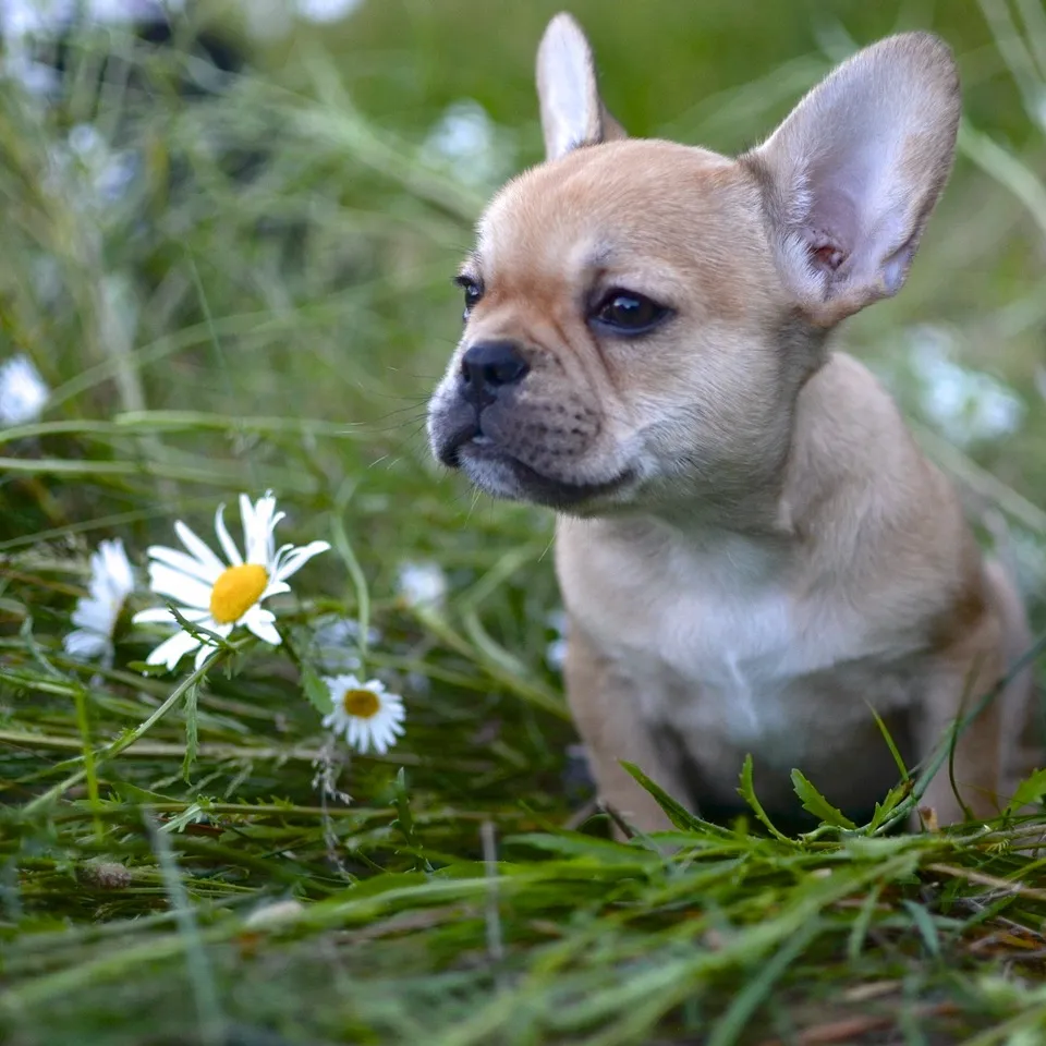 Royal Frenchel sitting in a daisy meadow and looking into the distance.