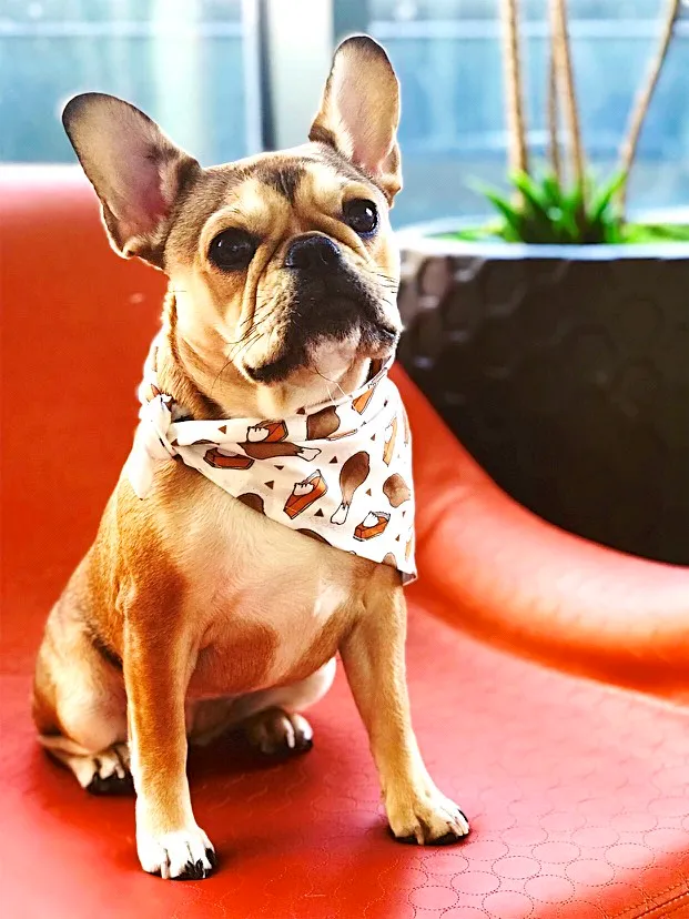 royal frenchel sitting in apartment
