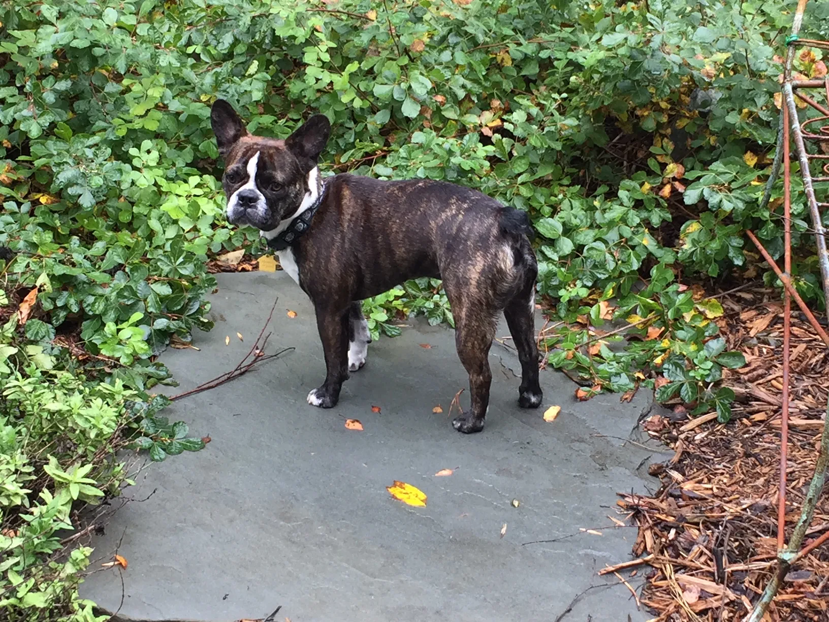 Royal Frenchel standing calmly off leash on a forest path.