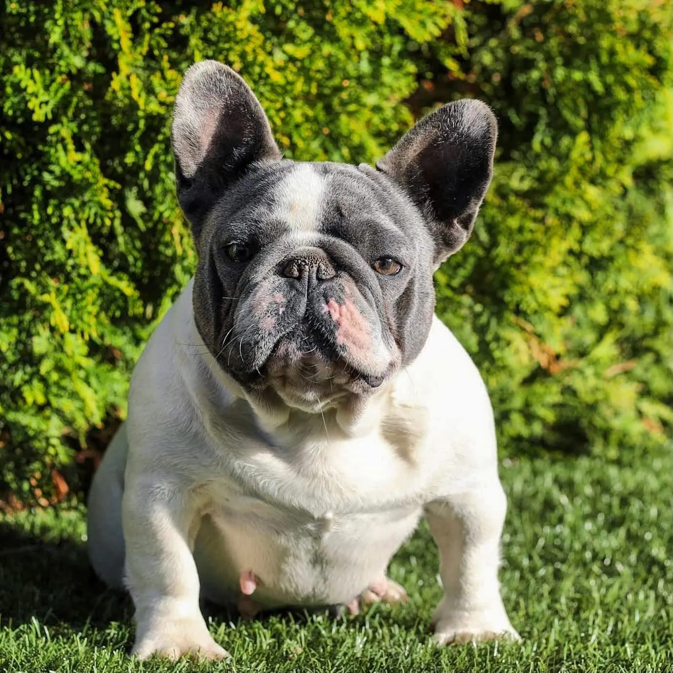 French Bulldog standing outdoors and looking at the camera.