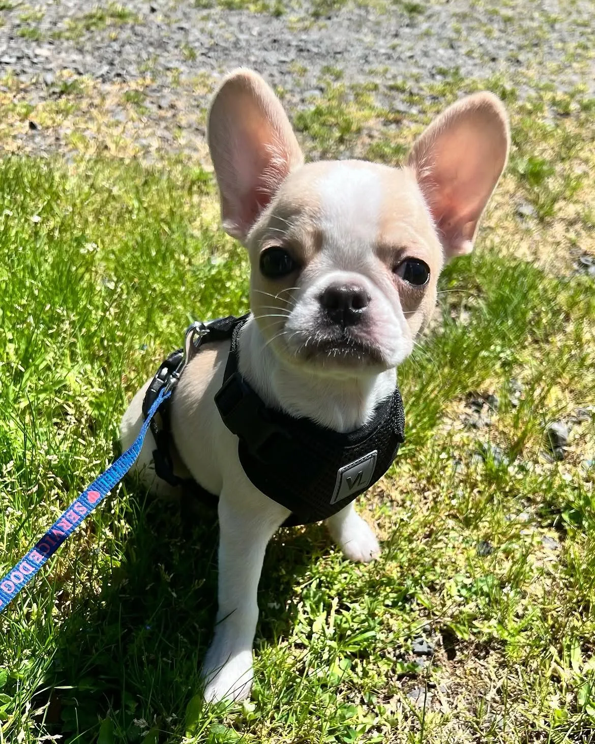 Small Royal Frenchel puppy sitting calmly on a leash in the grass.
