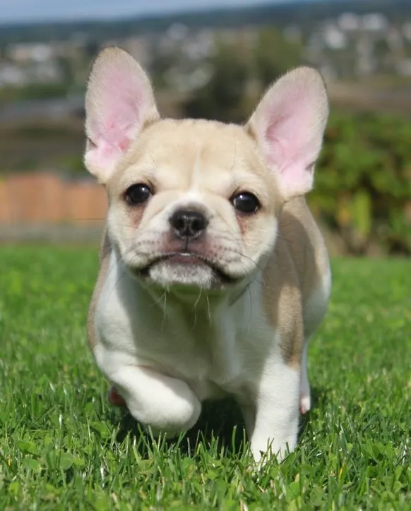 Royal Frenchel running through a grassy field toward the camera.