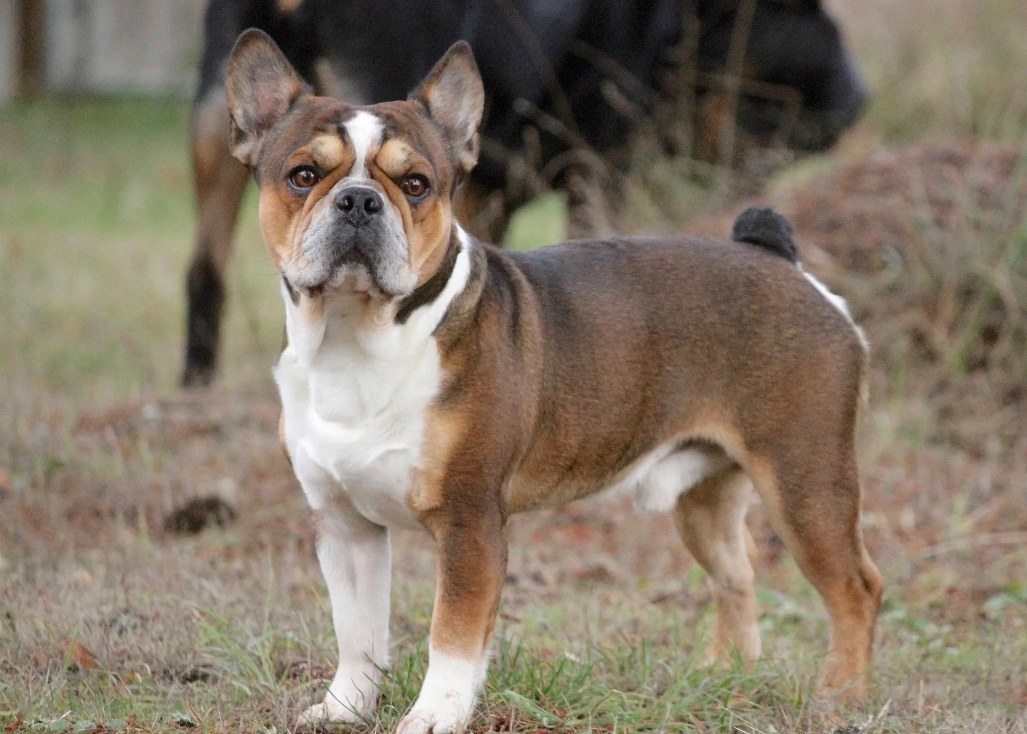 Royal Frenchel standing outside in the grass and looking at the camera.