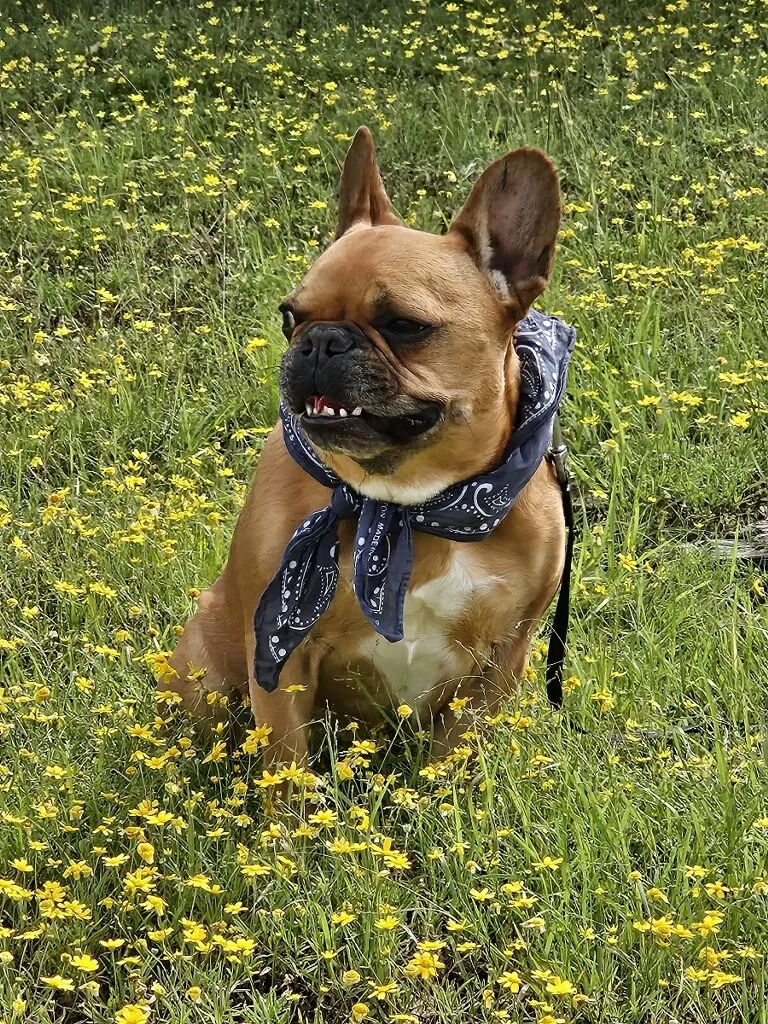 Royal Frenchel wearing a bandana in a field of yellow flowers.