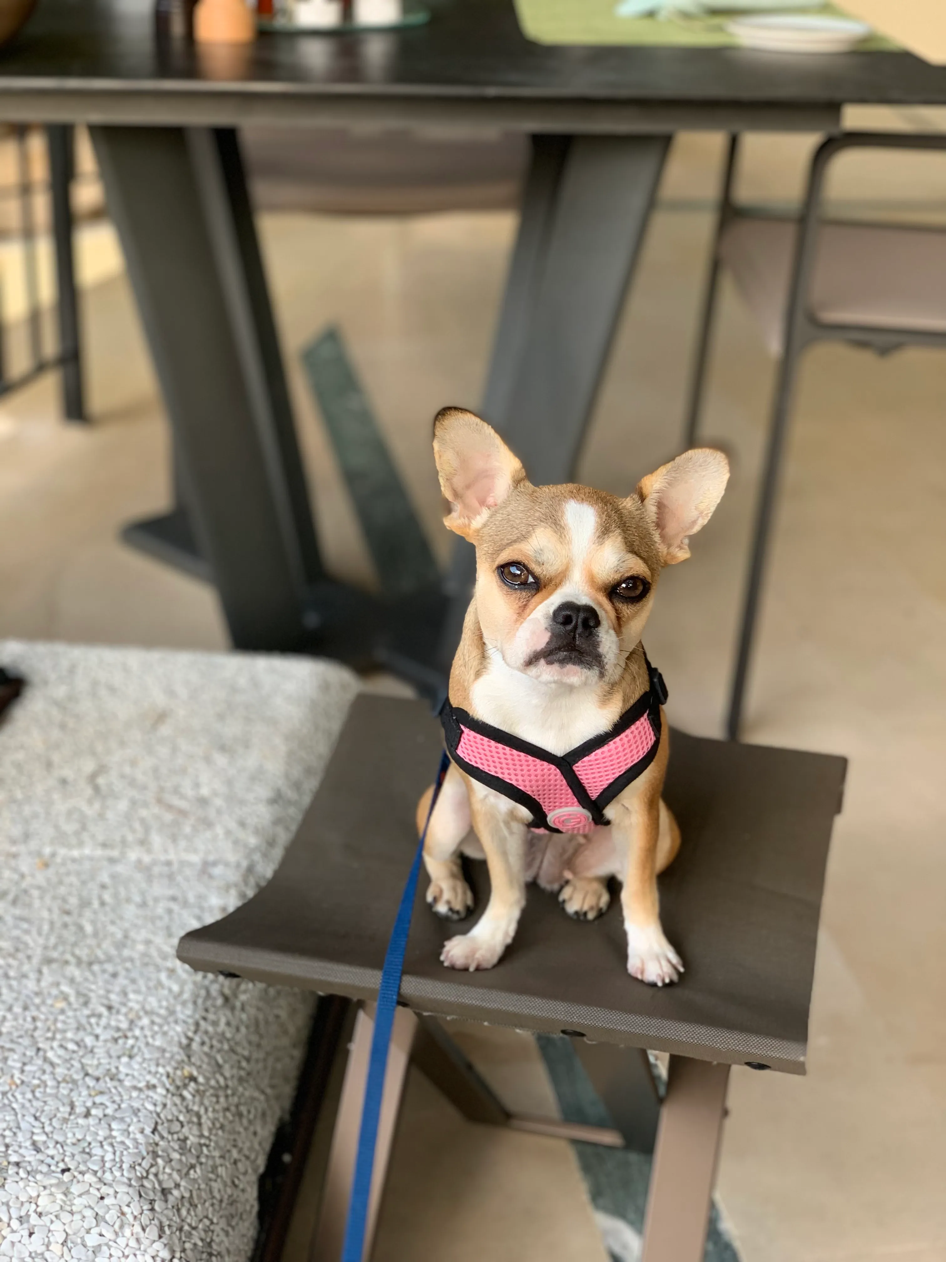 Royal Frenchel sitting calmly on a side table in a harness and leash.