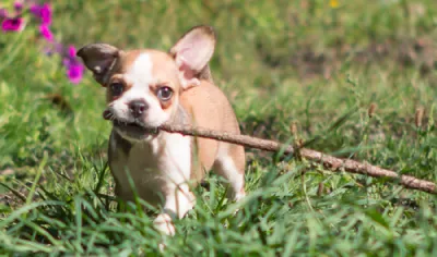 Royal Frenchel chewing a stick in a meadow with flowers and grass.