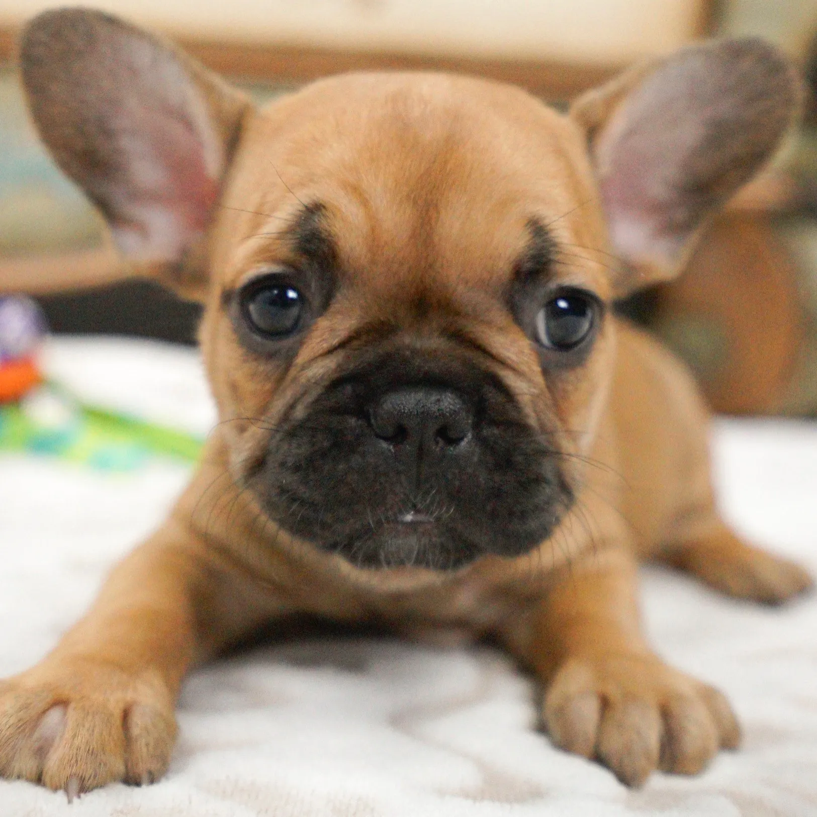 Tiny Royal Frenchel puppy lying on a blanket and looking at the camera.