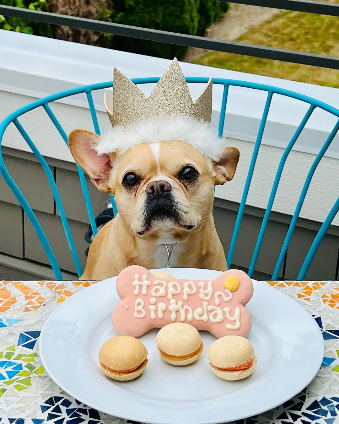 Royal Frenchel wearing a birthday crown with birthday treats in front of it.