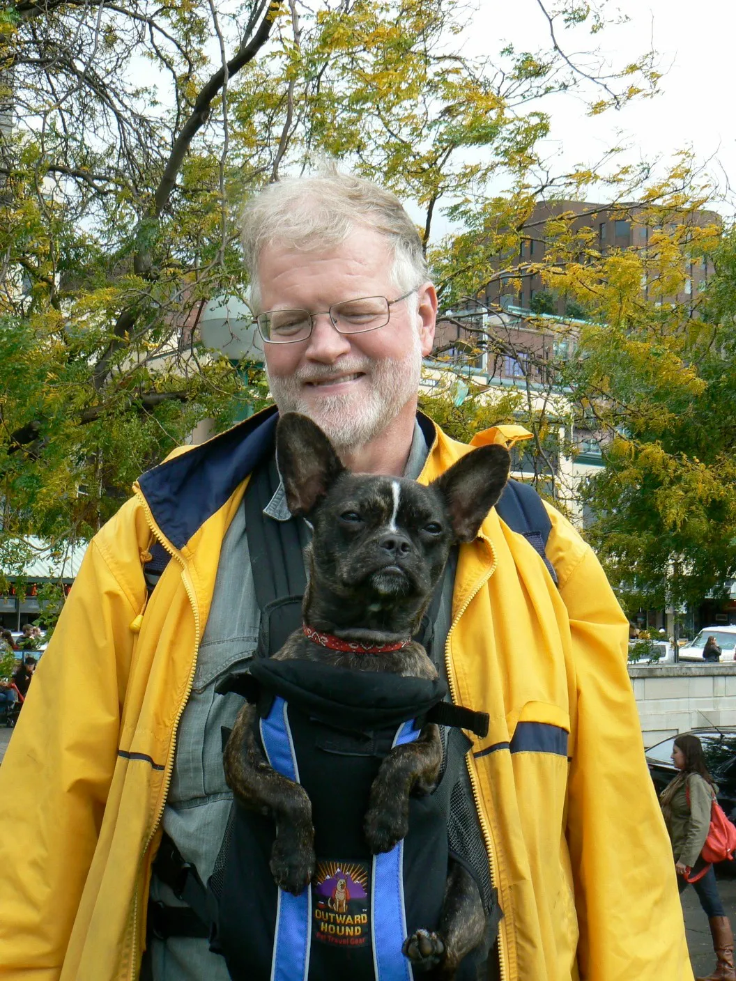 Royal Frenchel sitting calmly in a chest carrier with its owner.