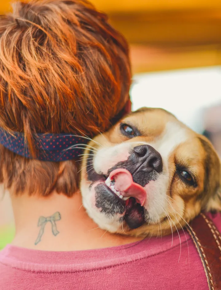Royal Frenchel snuggling into its owner's shoulder.
