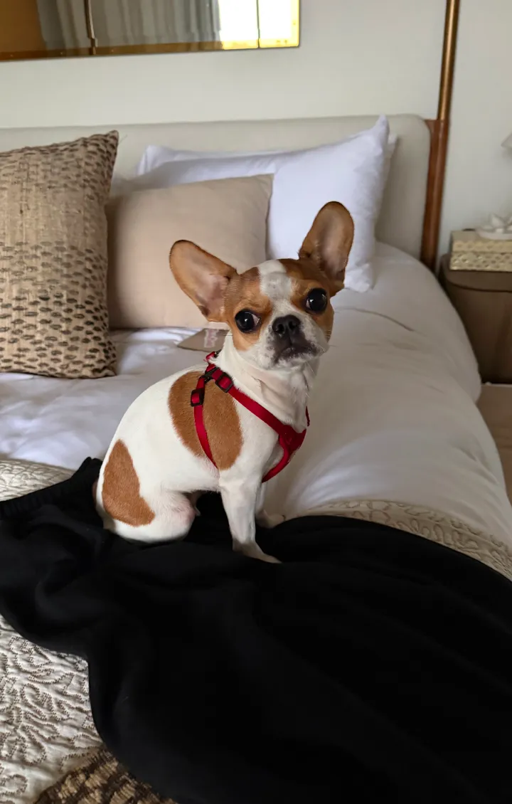 Royal Frenchel sitting calmly on a hotel bed.
