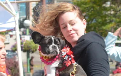 Royal Frenchel sitting calmly with its owner in a windy city setting.