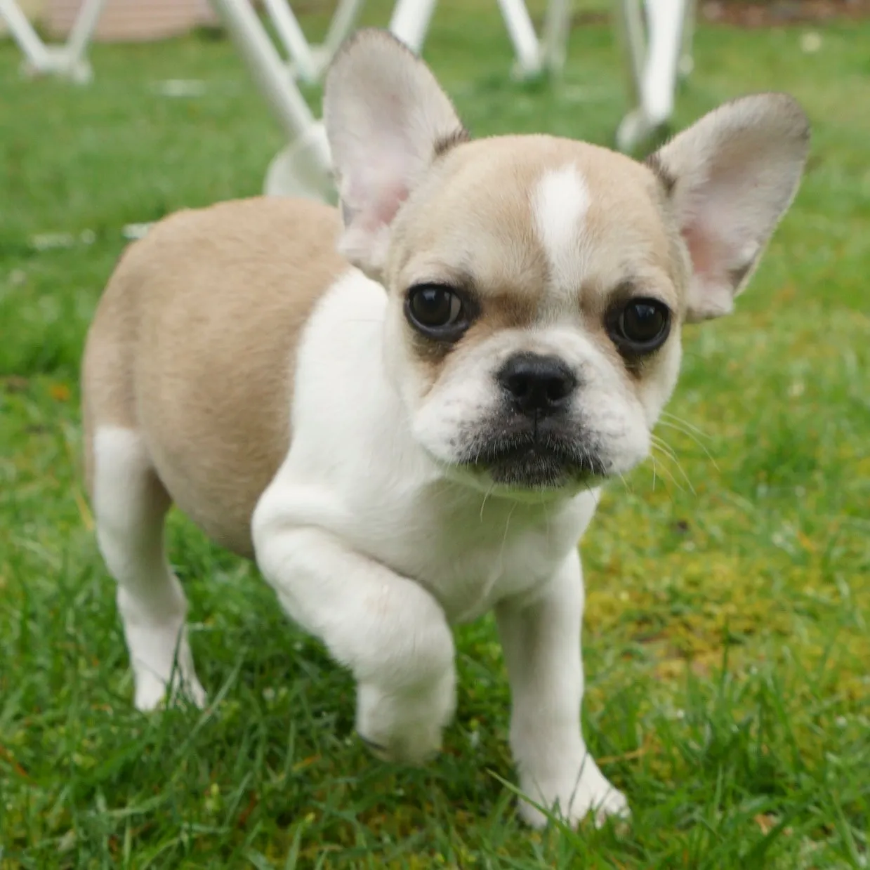 Royal Frenchel playing outside and looking at the camera.