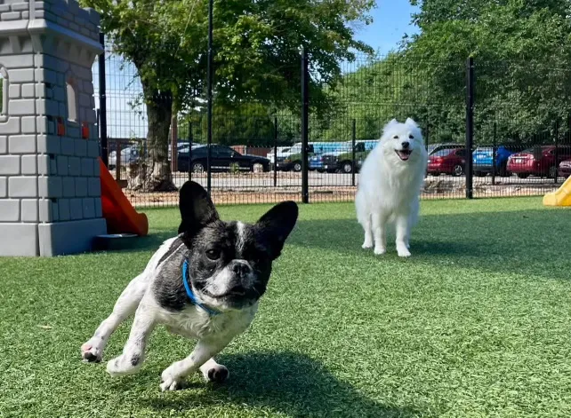 Royal Frenchel running playfully through a park.
