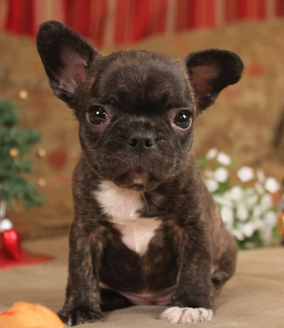 Royal Frenchel puppy shown in a full-body portrait.
