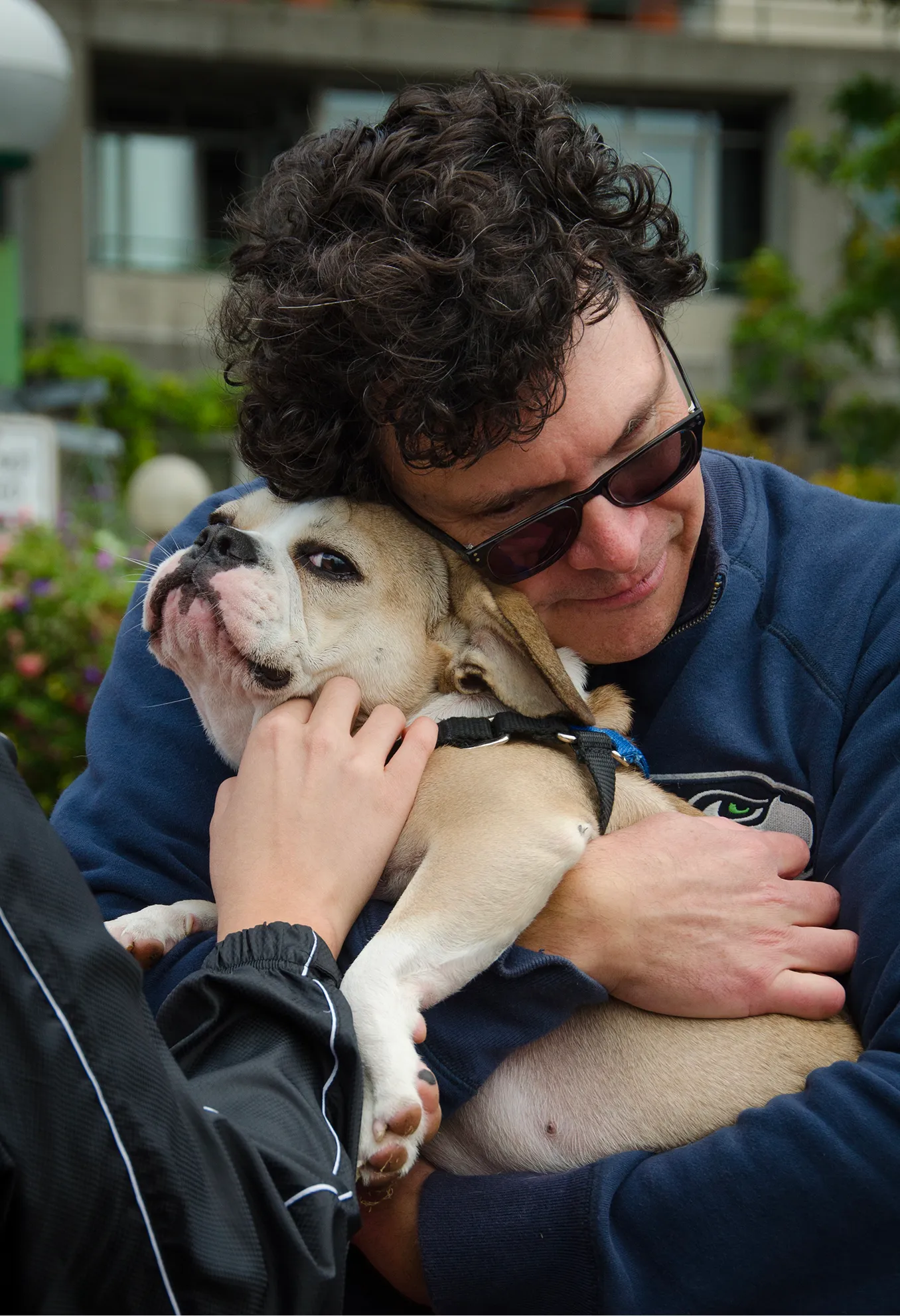 Royal Frenchel being hugged and petted in an affectionate owner moment.