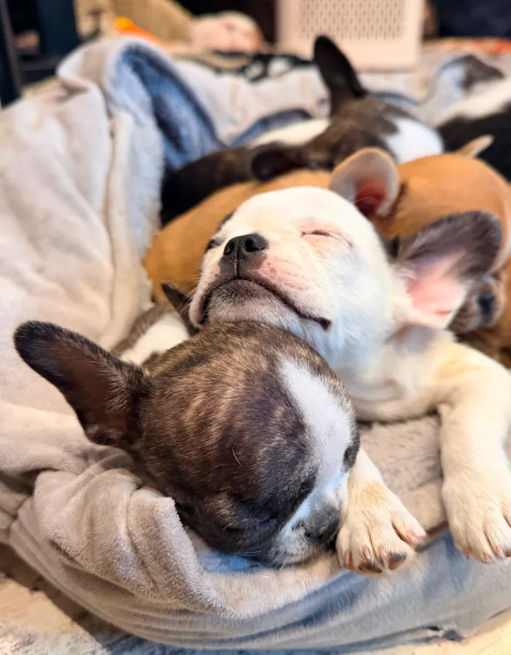 Royal Frenchel puppy litter sleeping together in a puppy pile.