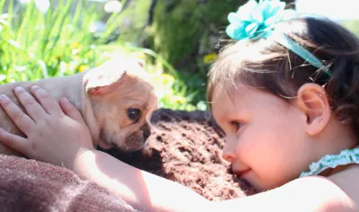Royal Frenchel puppy bonding gently with a toddler.