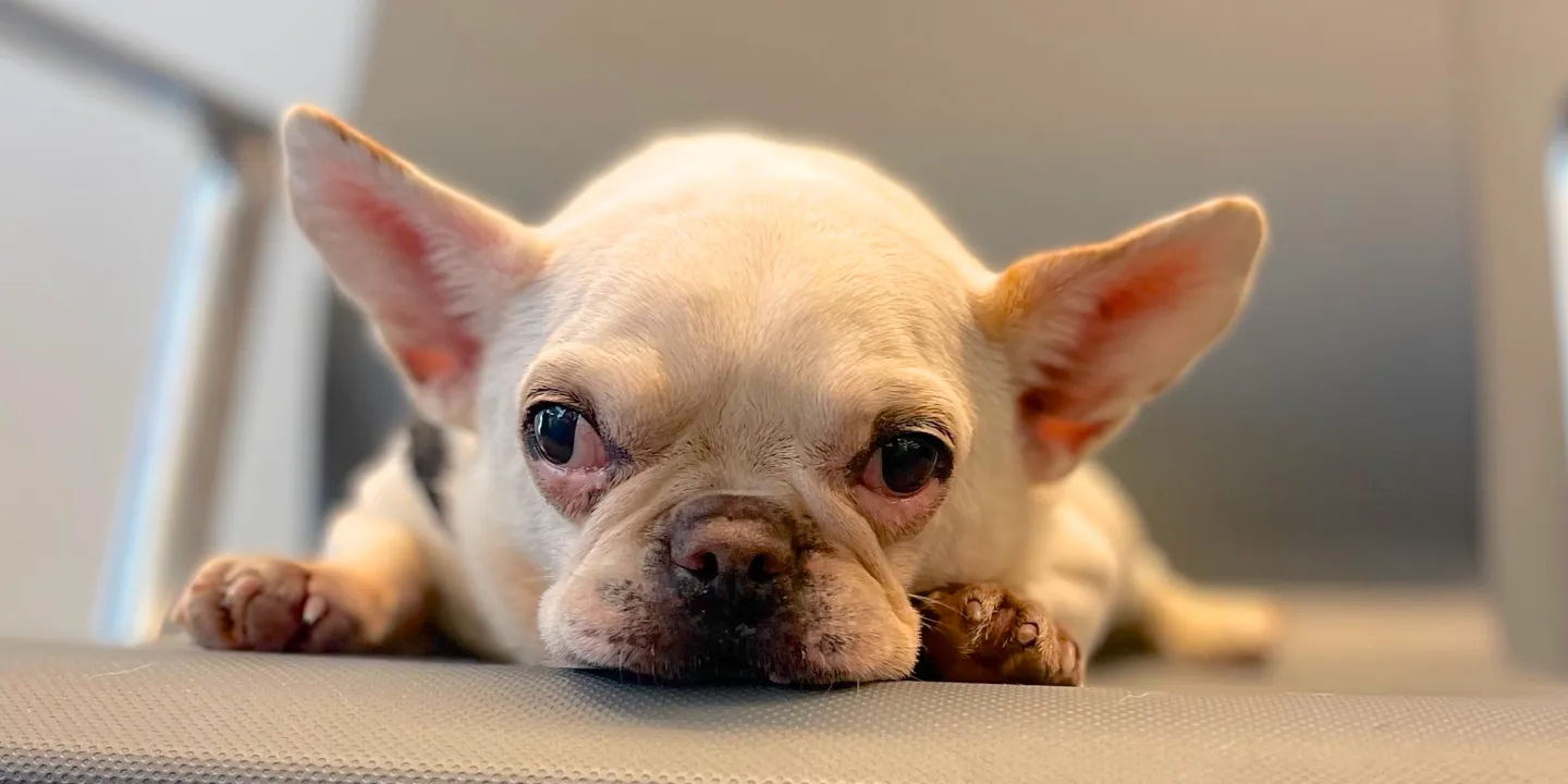 Royal Frenchel sitting calmly on a chair during an appointment.
