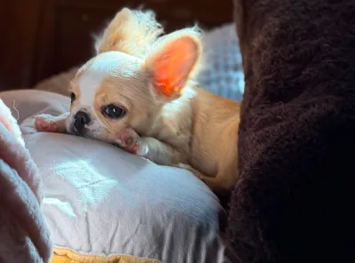 Royal Frenchel puppy resting calmly on pillows in bed.