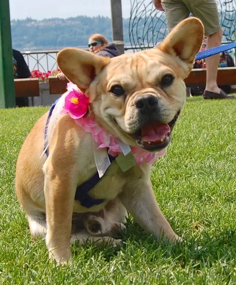 Royal Frenchel wearing a flower lei while sitting calmly in the grass.