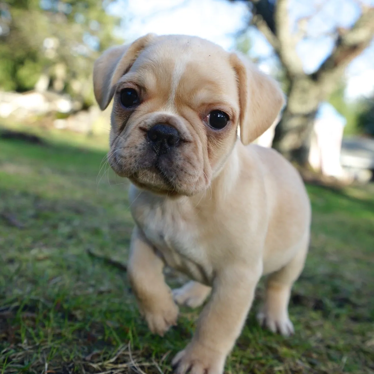 Royal Frenchel puppy walking outside and looking at the camera.