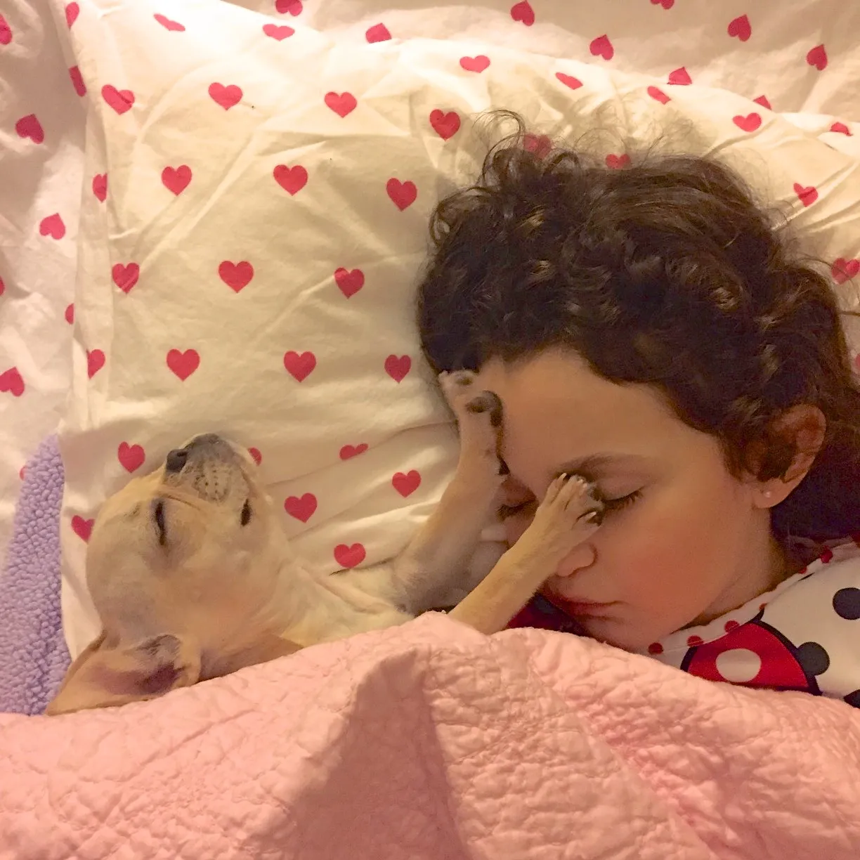 Royal Frenchel puppy cuddling beside a sleeping child.