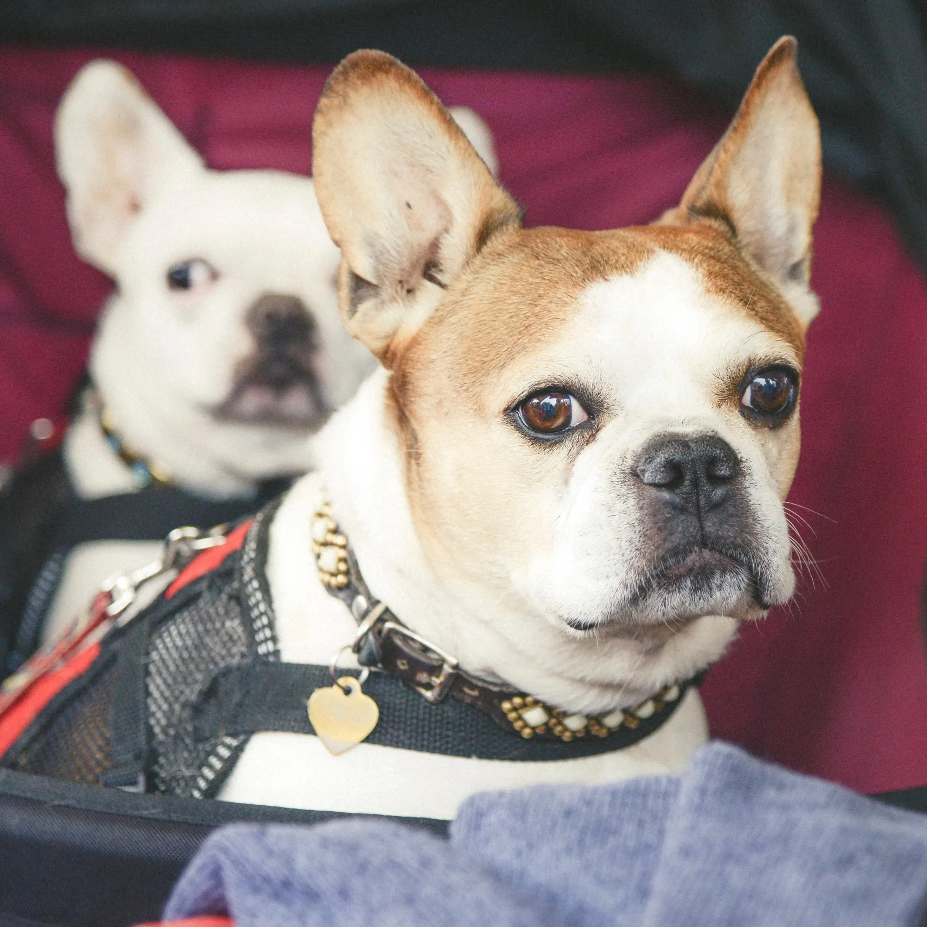 Two Royal Frenchel dogs sitting calmly together in a travel stroller.